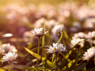 Small Daisies wallpaper 320x240