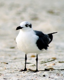 Fondo de pantalla Seagull On The Beach 128x160