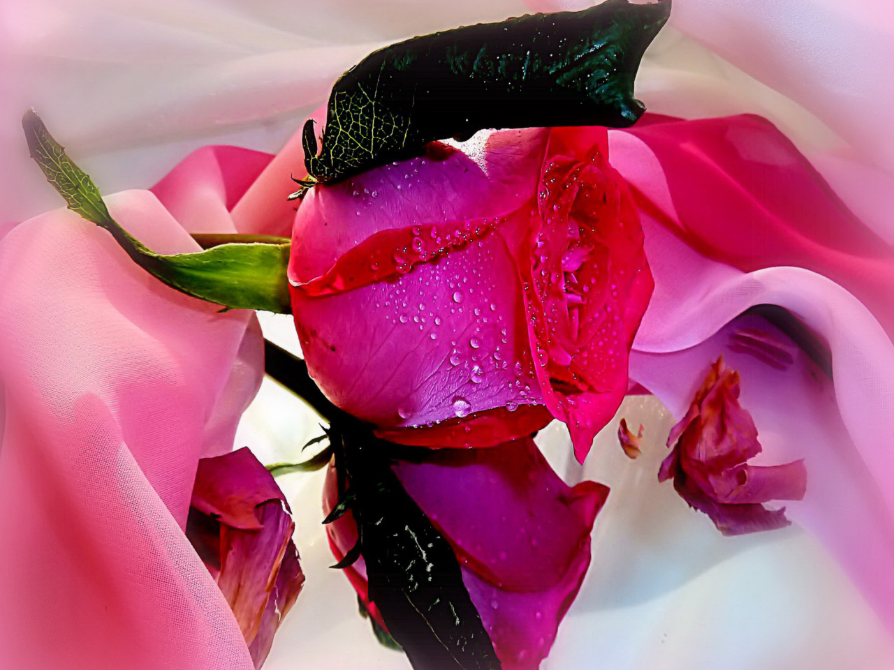 Fondo de pantalla Beautiful Roses 1280x960