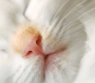 Cat Nose Wallpaper for iPad 3
