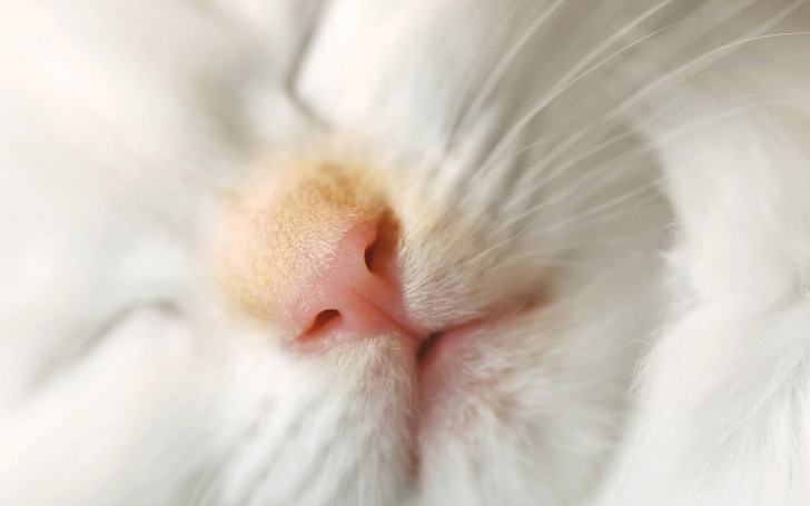 Fondo de pantalla Cat Nose