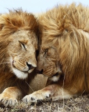 Lions Couple wallpaper 128x160