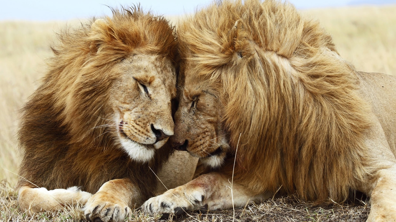 Fondo de pantalla Lions Couple 1366x768