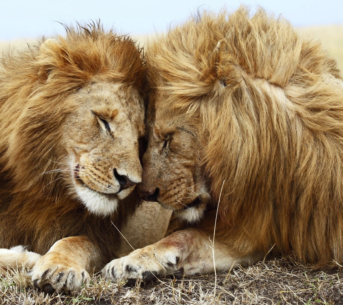 Обои Lions Couple 1440x1280