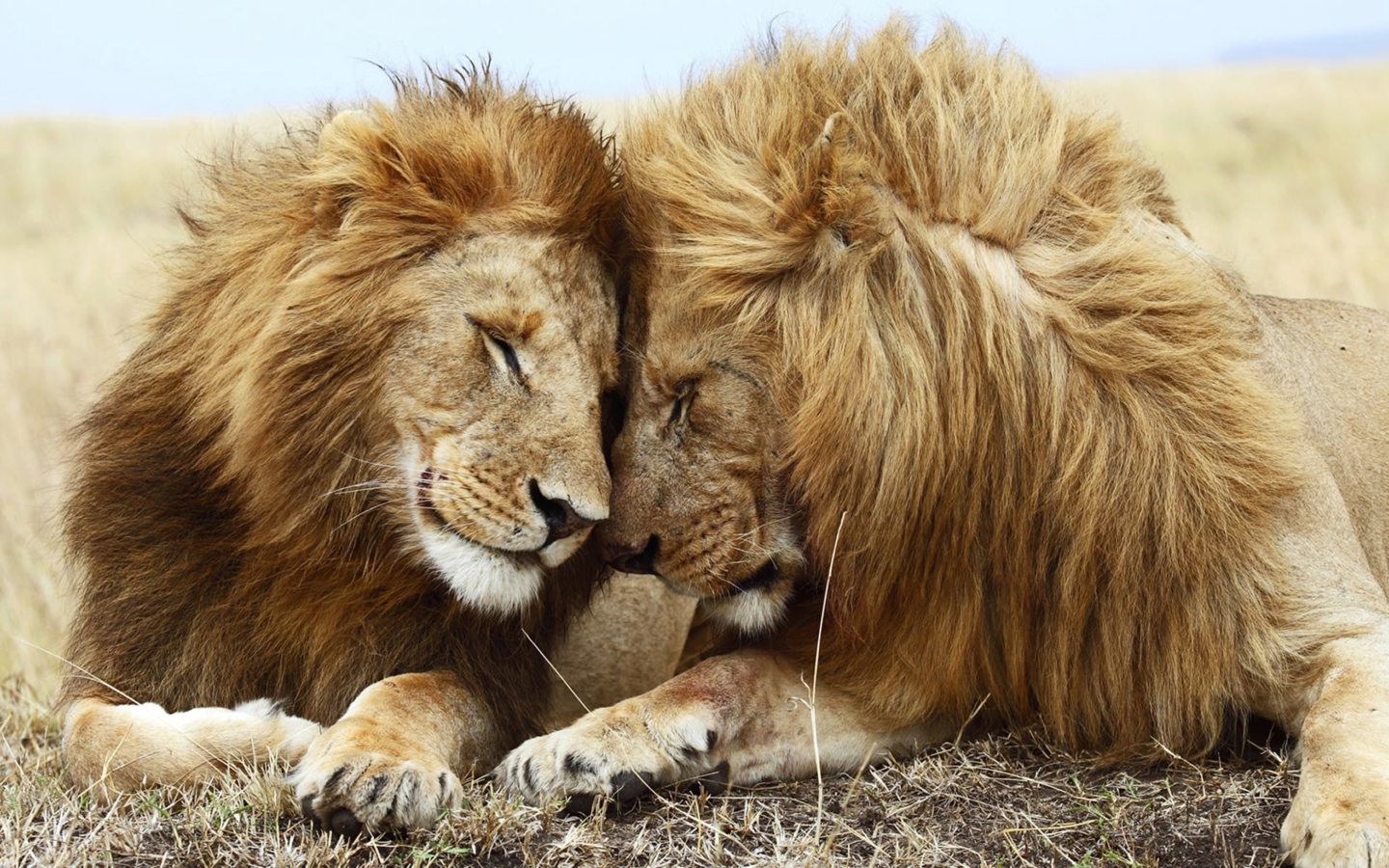 Screenshot №1 pro téma Lions Couple 1440x900