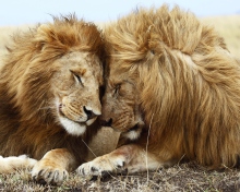 Sfondi Lions Couple 220x176