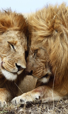 Das Lions Couple Wallpaper 240x400