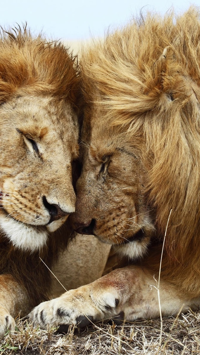 Das Lions Couple Wallpaper 640x1136