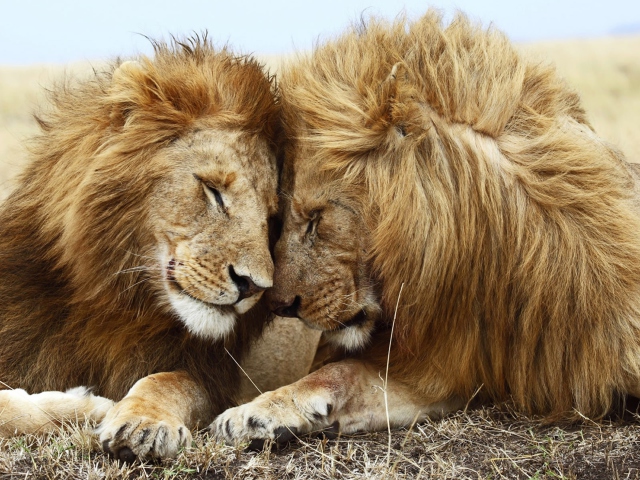 Lions Couple wallpaper 640x480