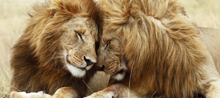 Обои Lions Couple 720x320