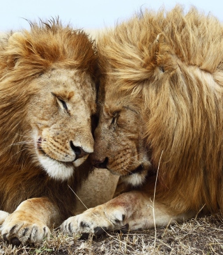 Lions Couple sfondi gratuiti per 640x1136
