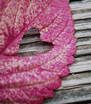 Pink Heart Leaf - Obrázkek zdarma pro Nokia Lumia 2520