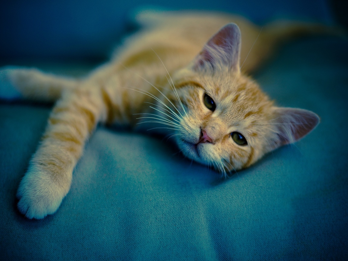 Das Sleepy Cat Wallpaper 1152x864