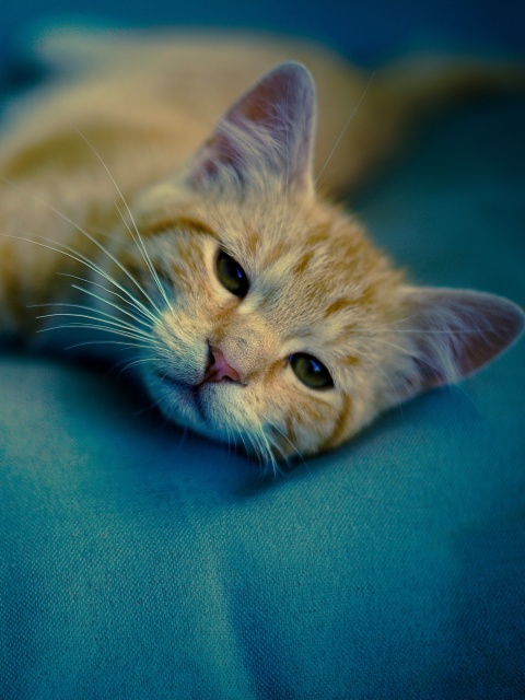 Sfondi Sleepy Cat 480x640