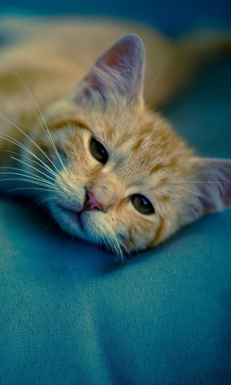 Sleepy Cat wallpaper 768x1280