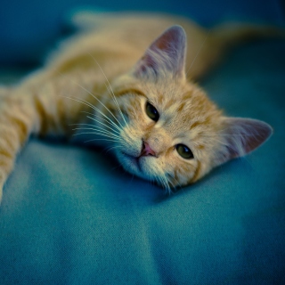 Sleepy Cat - Obrázkek zdarma pro iPad 2