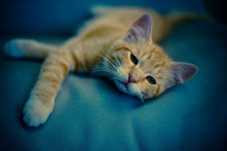 Sleepy Cat Background for Android, iPhone and iPad