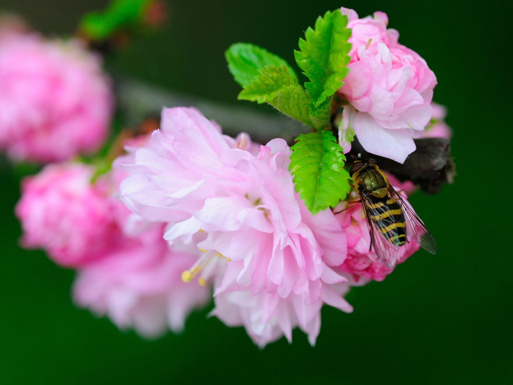Обои Bee On Pink Rose 1024x768