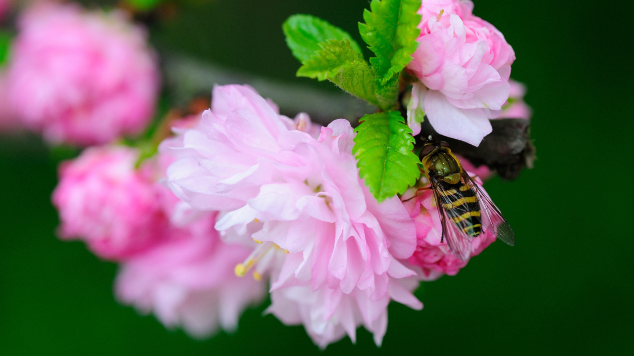 Sfondi Bee On Pink Rose 1280x720