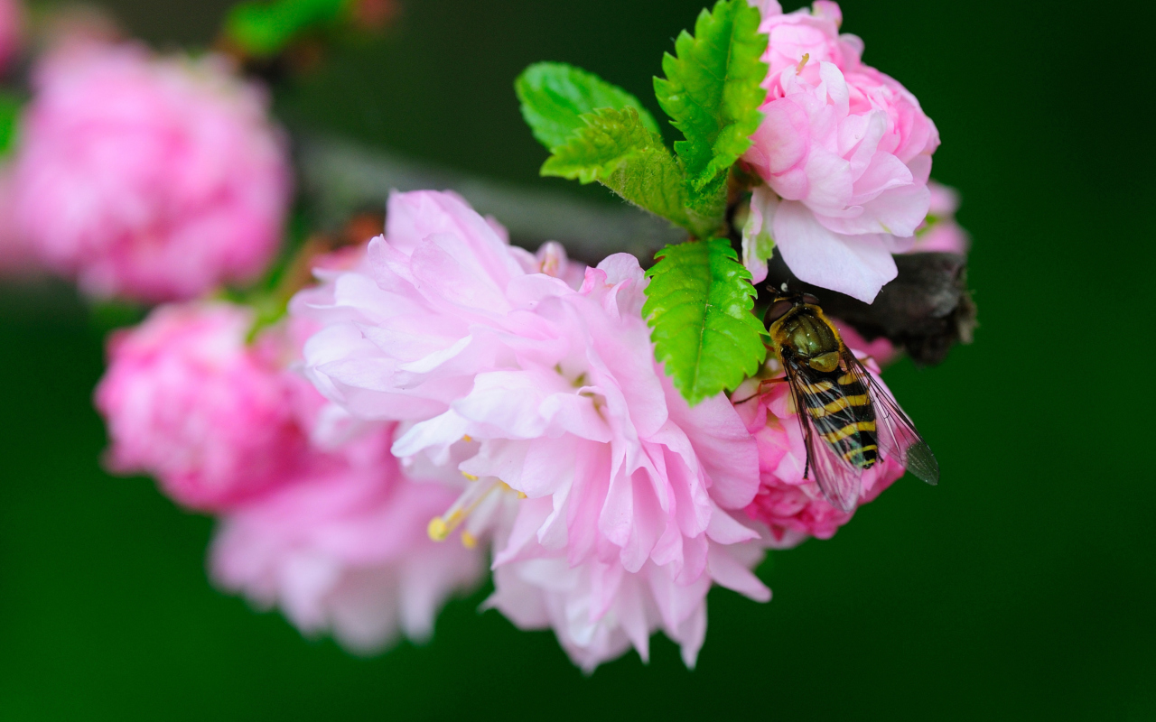 Fondo de pantalla Bee On Pink Rose 1280x800