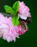 Bee On Pink Rose wallpaper 128x160