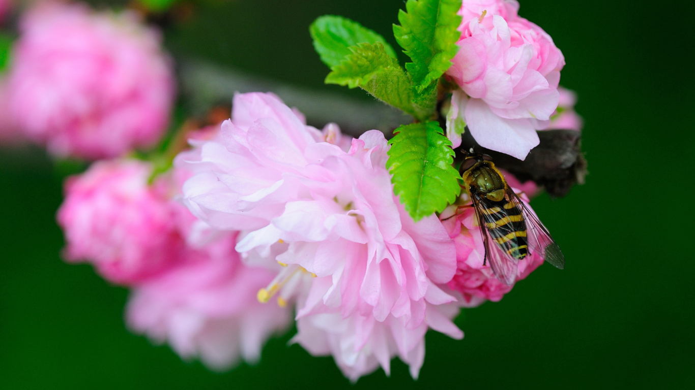 Bee On Pink Rose screenshot #1 1366x768