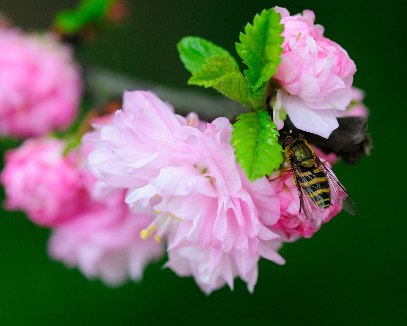 Обои Bee On Pink Rose 1600x1280
