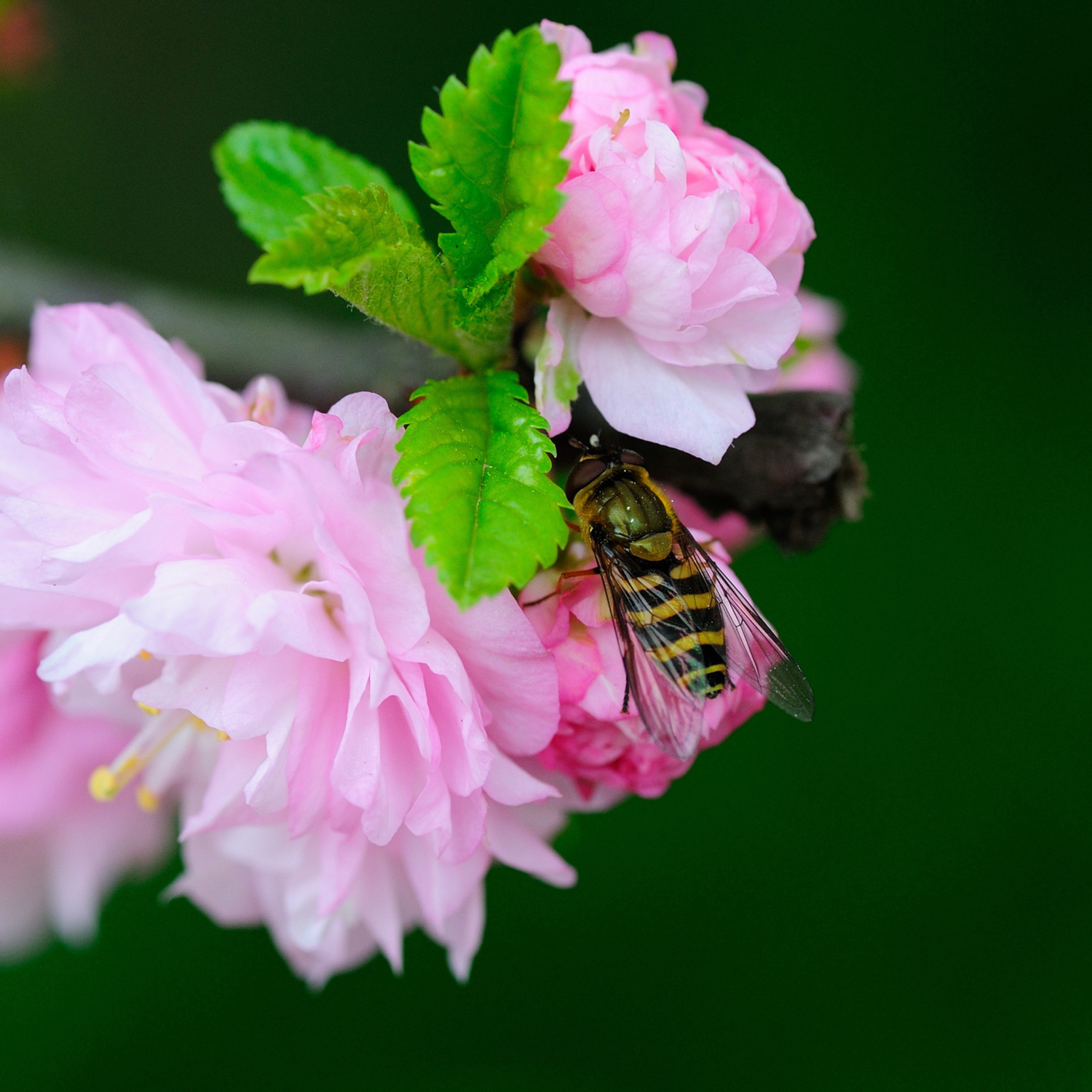 Обои Bee On Pink Rose 2048x2048
