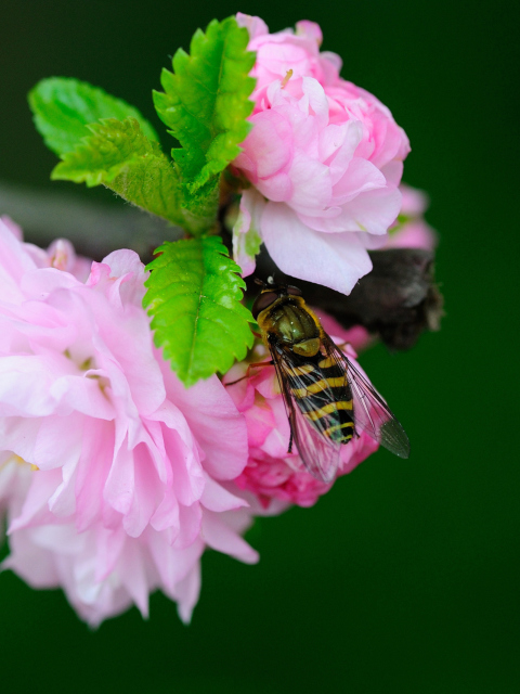 Bee On Pink Rose wallpaper 480x640