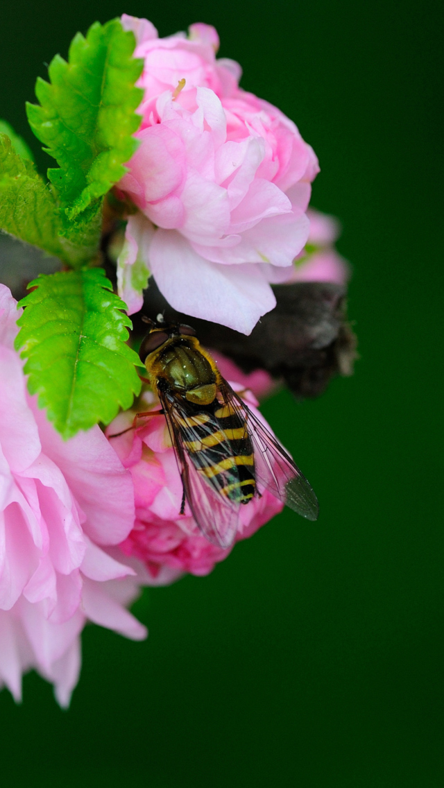 Das Bee On Pink Rose Wallpaper 640x1136
