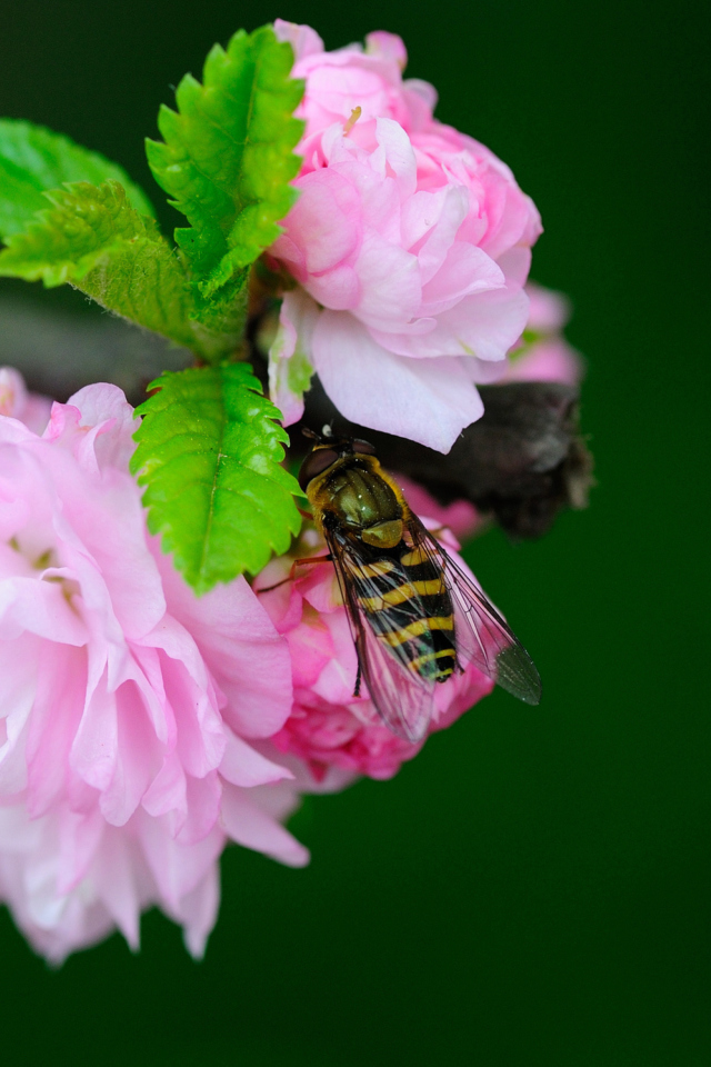 Bee On Pink Rose wallpaper 640x960