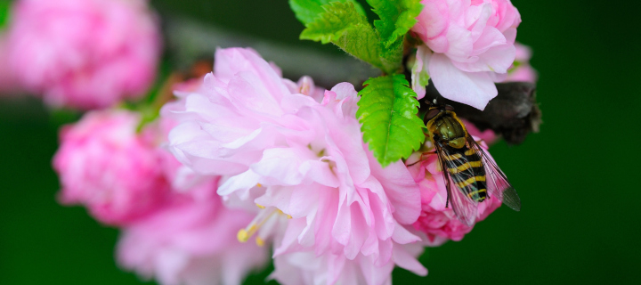 Обои Bee On Pink Rose 720x320