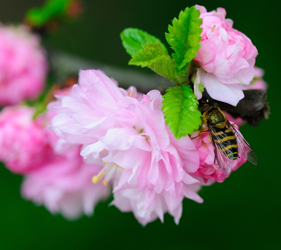 Обои Bee On Pink Rose 960x854
