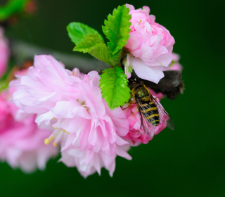 Kostenloses Bee On Pink Rose Wallpaper für 1024x1024