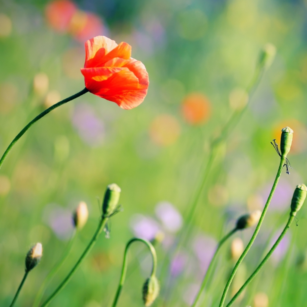 Screenshot №1 pro téma Poppies Meadow 1024x1024