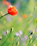 Fondo de pantalla Poppies Meadow 128x160