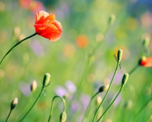 Screenshot №1 pro téma Poppies Meadow 220x176