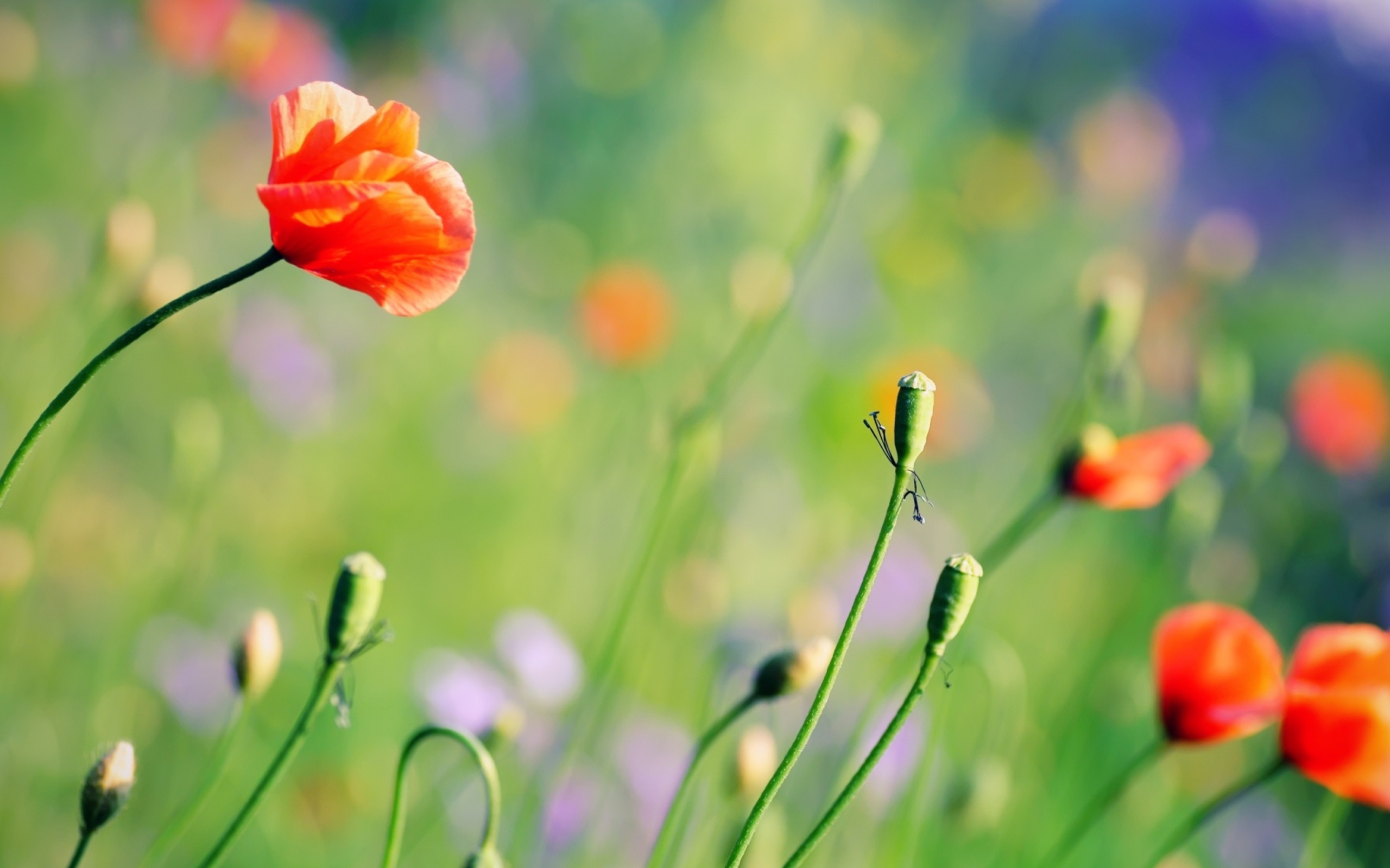 Poppies Meadow screenshot #1 2560x1600
