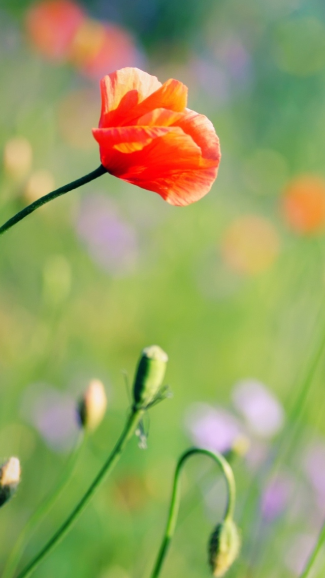 Screenshot №1 pro téma Poppies Meadow 640x1136