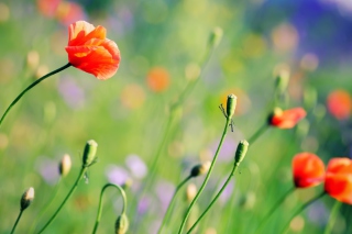 Poppies Meadow Wallpaper for Android, iPhone and iPad