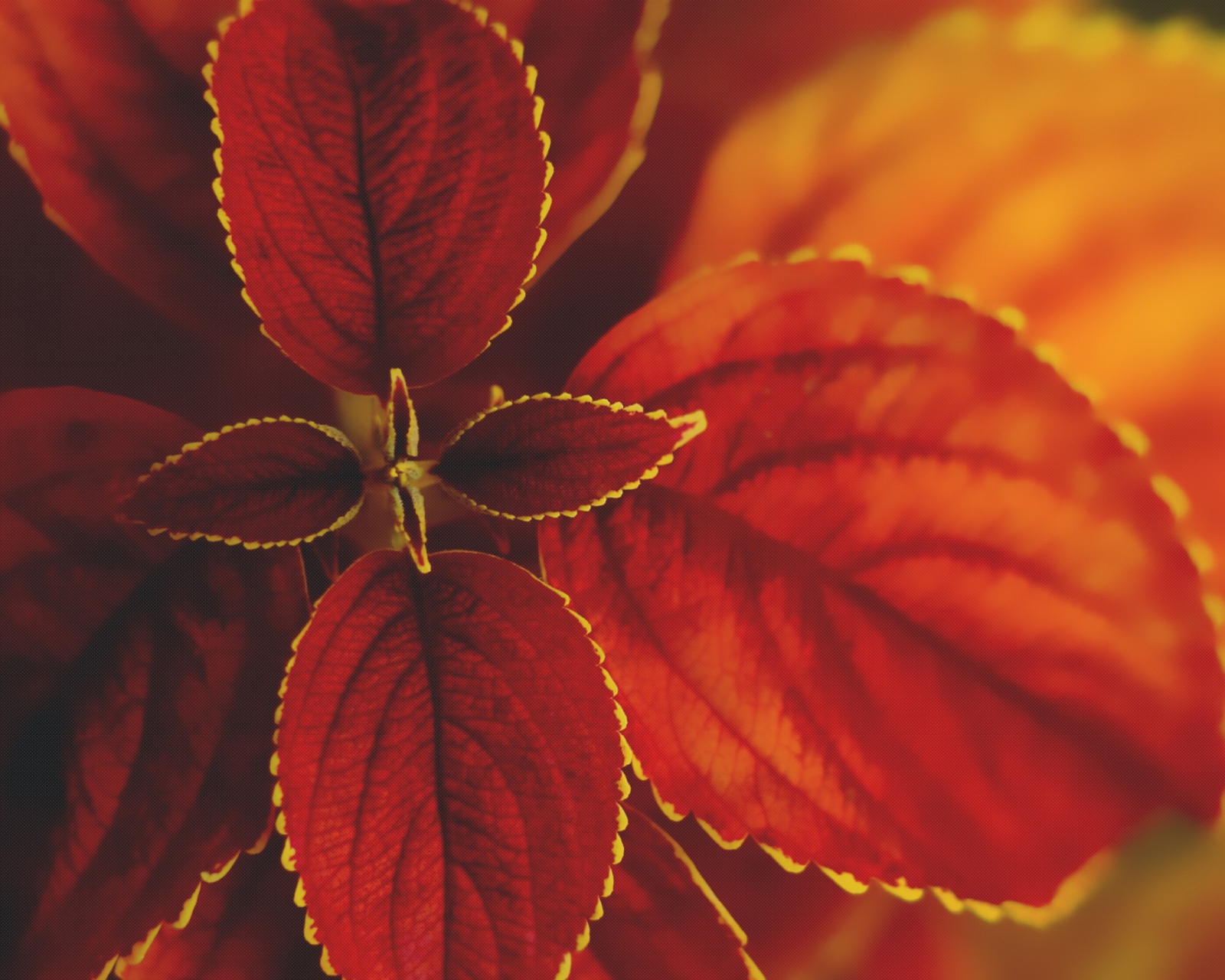 Red Macro Leaves screenshot #1 1600x1280
