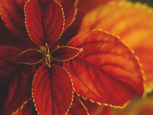 Red Macro Leaves screenshot #1 640x480