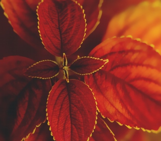 Red Macro Leaves - Obrázkek zdarma pro iPad