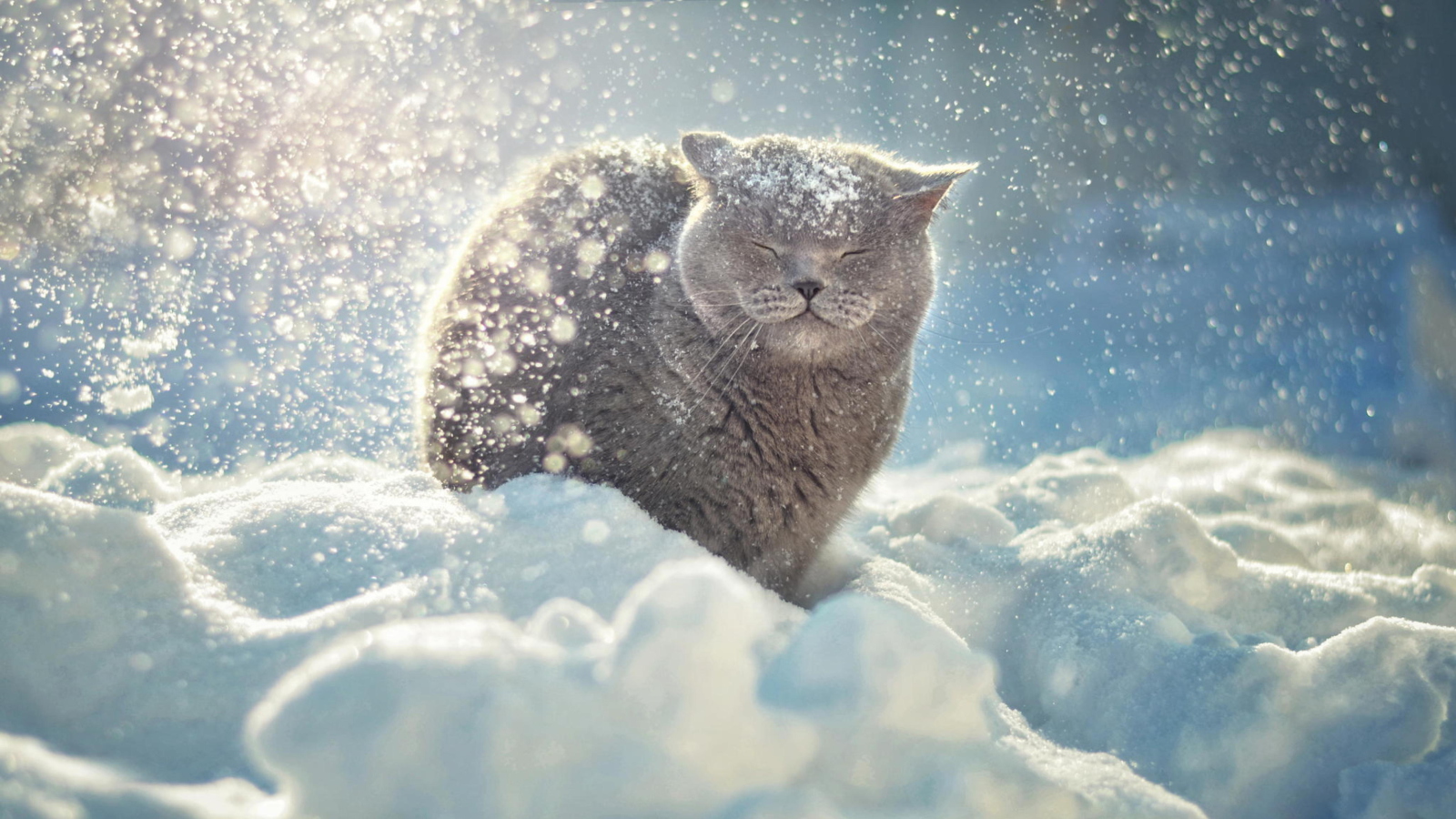 Screenshot №1 pro téma Cat Likes Snow 1600x900