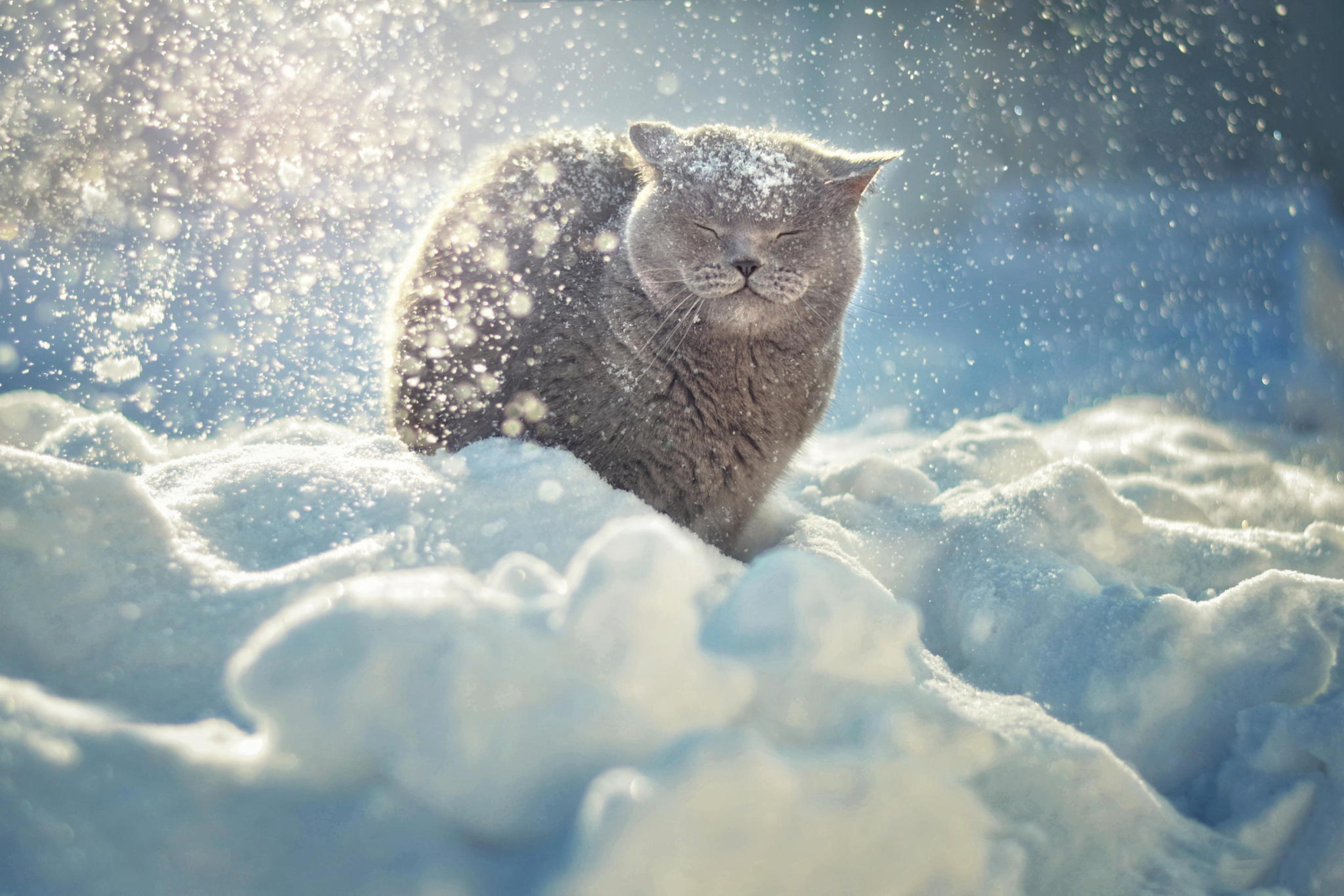 Screenshot №1 pro téma Cat Likes Snow 2880x1920