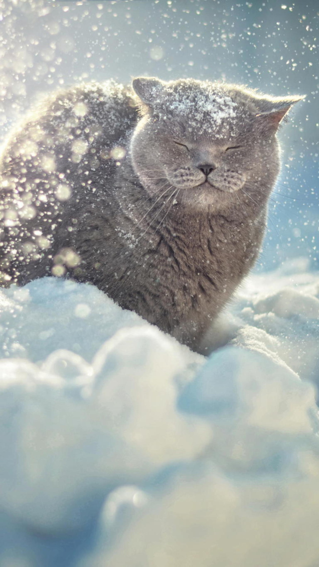 Screenshot №1 pro téma Cat Likes Snow 640x1136