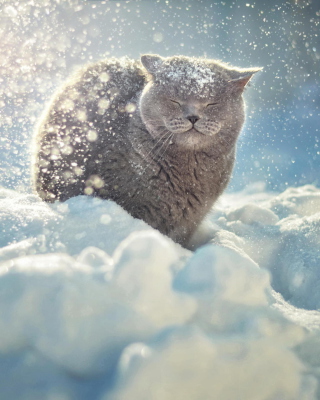 Cat Likes Snow - Obrázkek zdarma pro Nokia Asha 308