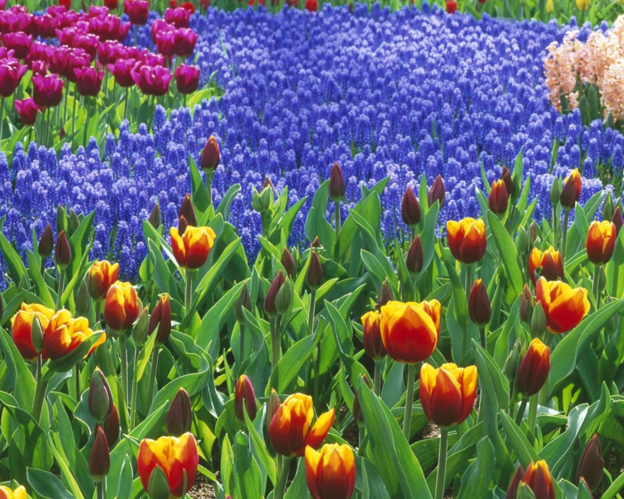 Screenshot №1 pro téma Keukenhof Gardens In Holland 1280x1024