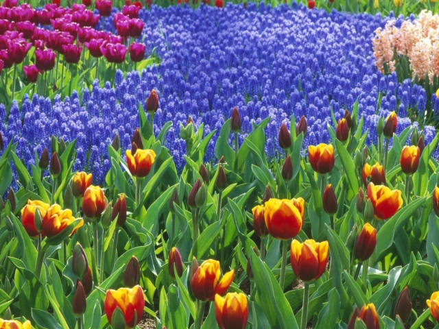 Das Keukenhof Gardens In Holland Wallpaper 640x480