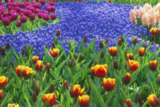 Keukenhof Gardens In Holland - Obrázkek zdarma pro Samsung Galaxy A